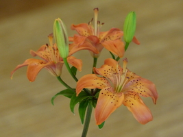 Foto: Dr. Peter Müller